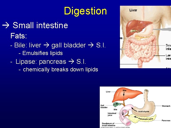 Digestion Small intestine Fats: - Bile: liver gall bladder S. I. - Emulsifies lipids