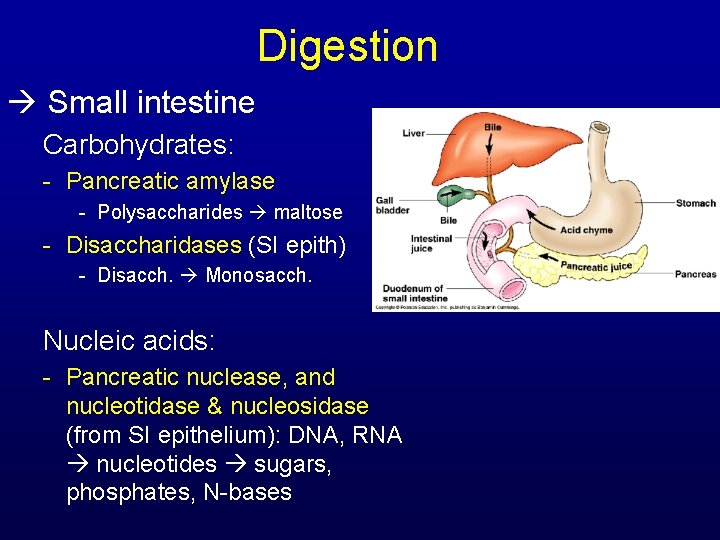 Digestion Small intestine Carbohydrates: - Pancreatic amylase - Polysaccharides maltose - Disaccharidases (SI epith)
