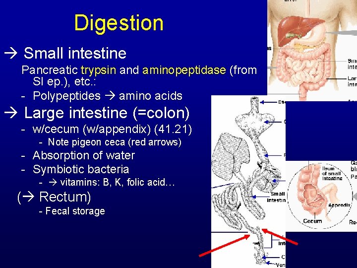 Digestion Small intestine Pancreatic trypsin and aminopeptidase (from SI ep. ), etc. : -