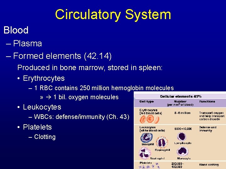 Circulatory System Blood – Plasma – Formed elements (42. 14) Produced in bone marrow,