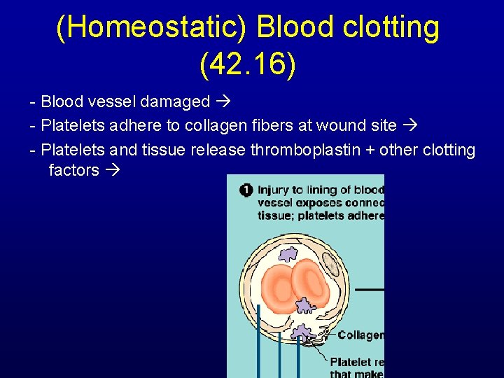 (Homeostatic) Blood clotting (42. 16) - Blood vessel damaged - Platelets adhere to collagen