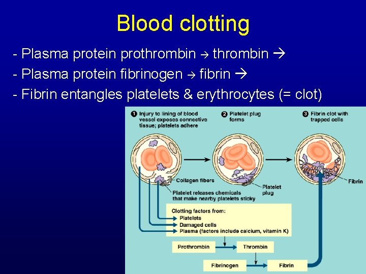 Blood clotting - Plasma protein prothrombin - Plasma protein fibrinogen fibrin - Fibrin entangles