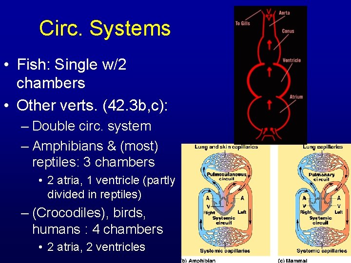 Circ. Systems • Fish: Single w/2 chambers • Other verts. (42. 3 b, c):