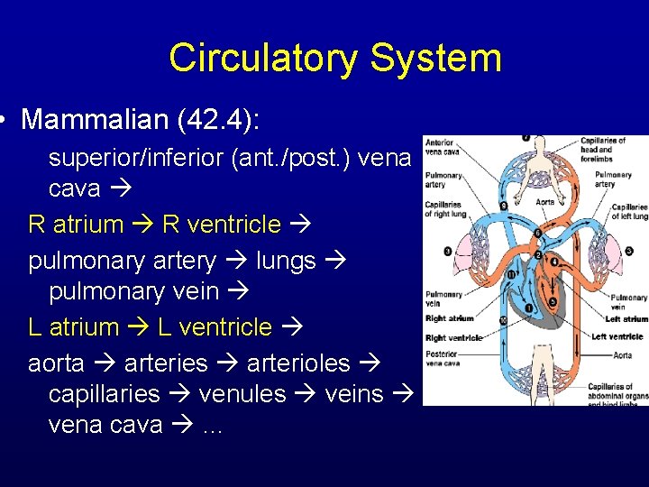 Circulatory System • Mammalian (42. 4): superior/inferior (ant. /post. ) vena cava R atrium