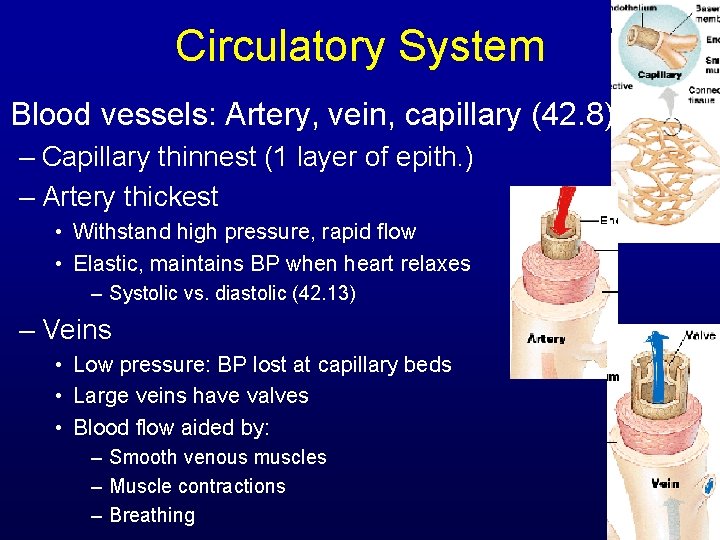 Circulatory System Blood vessels: Artery, vein, capillary (42. 8) – Capillary thinnest (1 layer