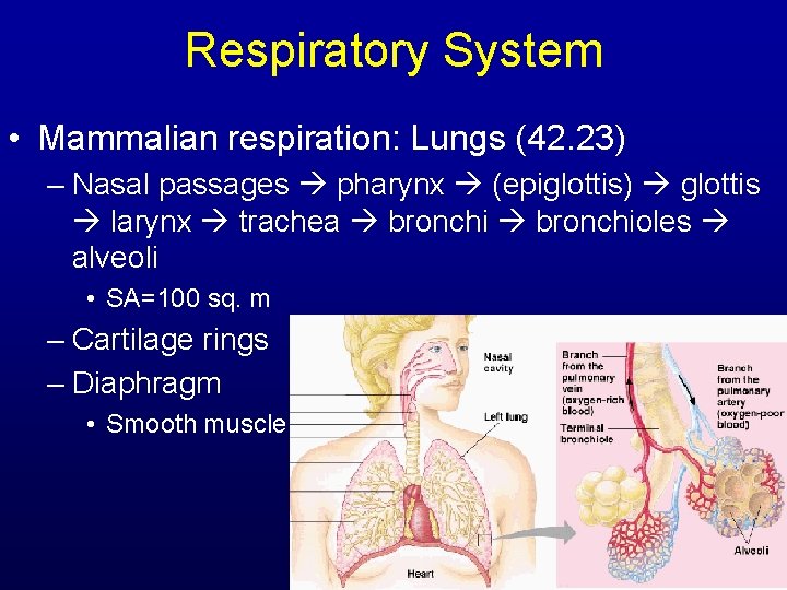 Respiratory System • Mammalian respiration: Lungs (42. 23) – Nasal passages pharynx (epiglottis) glottis