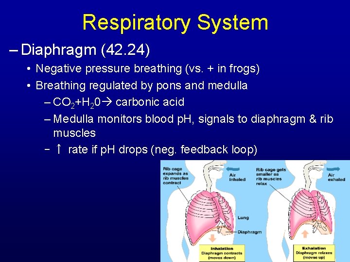 Respiratory System – Diaphragm (42. 24) • Negative pressure breathing (vs. + in frogs)