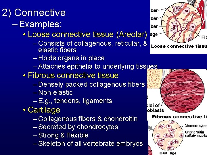 2) Connective – Examples: • Loose connective tissue (Areolar) – Consists of collagenous, reticular,