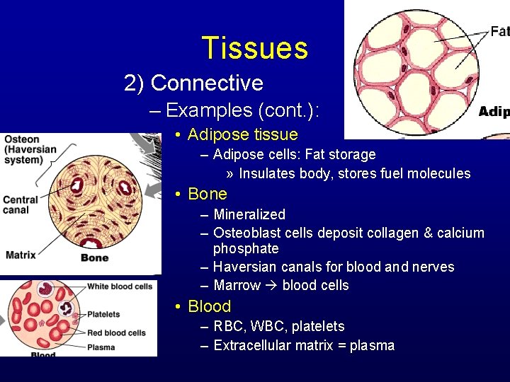 Tissues 2) Connective – Examples (cont. ): • Adipose tissue – Adipose cells: Fat