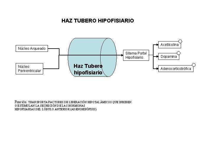 HAZ TUBERO HIPOFISIARIO Acetilcolina Núcleo Arqueado Sitema Portal Hipofisiario Núcleo Periventricular Haz Tubero hipofisiario