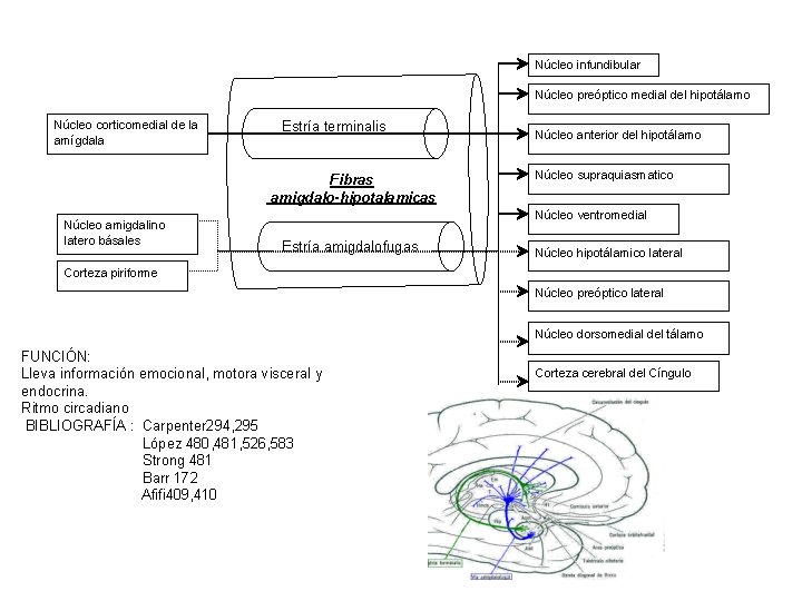 Núcleo infundibular Núcleo preóptico medial del hipotálamo Núcleo corticomedial de la amígdala Estría terminalis