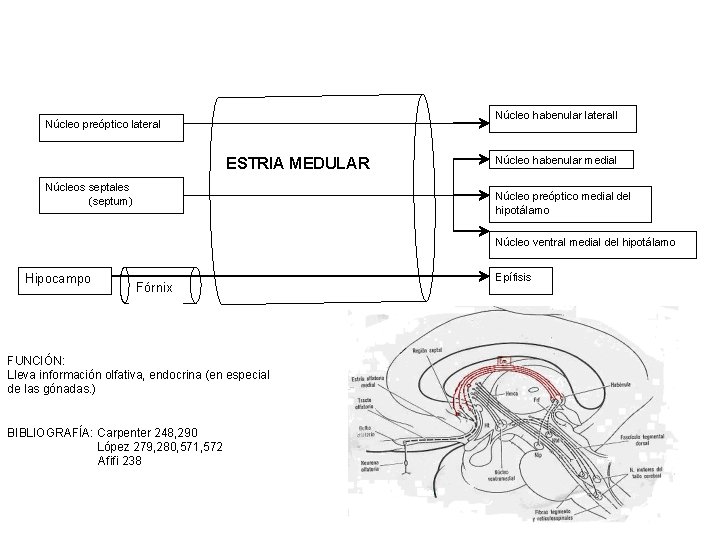 Núcleo habenular laterall Núcleo preóptico lateral ESTRIA MEDULAR Núcleos septales (septum) Núcleo habenular medial