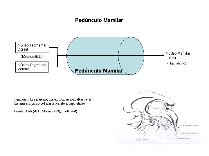 Pedúnculo Mamilar Núcleo Tegmental Dorsal Núcleo Mamilar Lateral (Mescencéfalo) Núcleo Tegmental Ventral (Hipotálamo) Pedúnculo