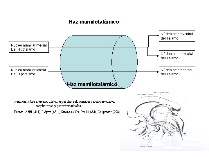 Haz mamilotalámico Núcleo anteroventral del Tálamo Núcleo mamilar medial Del Hipotálamo Núcleo anteromedial del