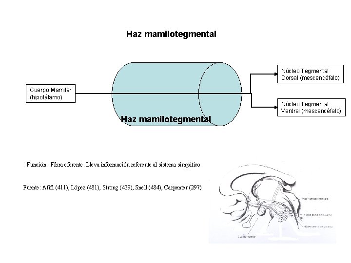 Haz mamilotegmental Núcleo Tegmental Dorsal (mescencéfalo) Cuerpo Mamilar (hipotálamo) Núcleo Tegmental Ventral (mescencéfalo) Haz