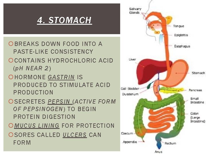 4. STOMACH BREAKS DOWN FOOD INTO A PASTE-LIKE CONSISTENCY CONTAINS HYDROCHLORIC ACID (p. H