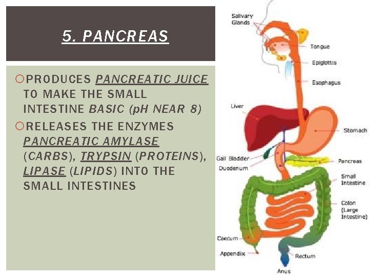5. PANCREAS PRODUCES PANCREATIC JUICE TO MAKE THE SMALL INTESTINE BASIC (p. H NEAR