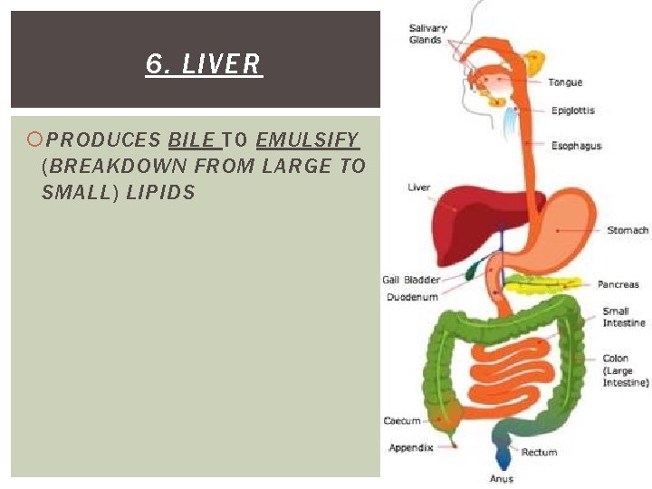 6. LIVER PRODUCES BILE TO EMULSIFY (BREAKDOWN FROM LARGE TO SMALL) LIPIDS 