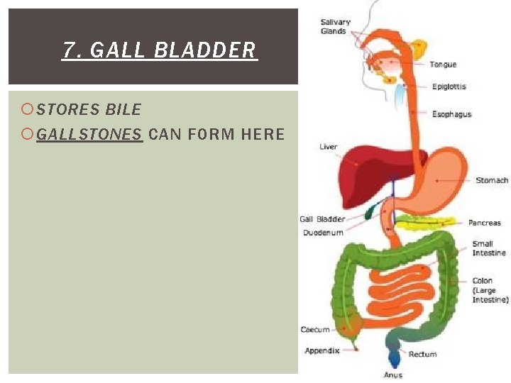 7. GALL BLADDER STORES BILE GALLSTONES CAN FORM HERE 