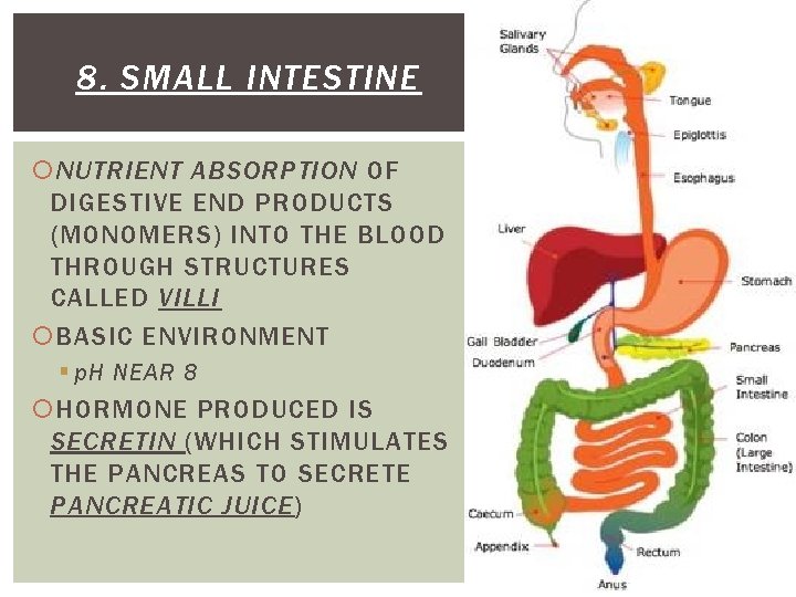 8. SMALL INTESTINE NUTRIENT ABSORPTION OF DIGESTIVE END PRODUCTS (MONOMERS) INTO THE BLOOD THROUGH