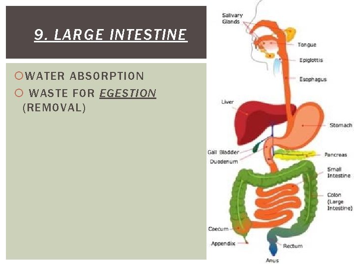 9. LARGE INTESTINE WATER ABSORPTION WASTE FOR EGESTION (REMOVAL) 