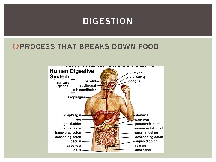 DIGESTION PROCESS THAT BREAKS DOWN FOOD 