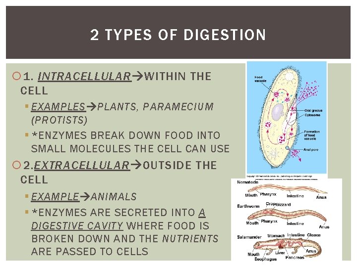 2 TYPES OF DIGESTION 1. INTRACELLULAR WITHIN THE CELL § EXAMPLES PLANTS, PARAMECIUM (PROTISTS)