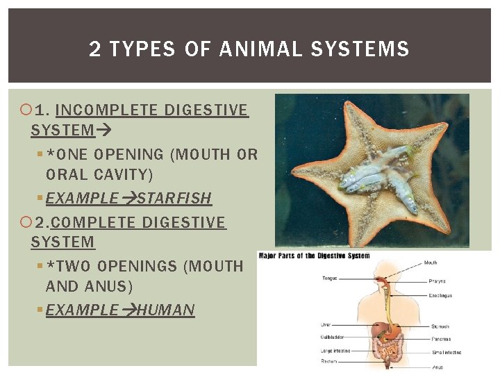 2 TYPES OF ANIMAL SYSTEMS 1. INCOMPLETE DIGESTIVE SYSTEM § *ONE OPENING (MOUTH OR