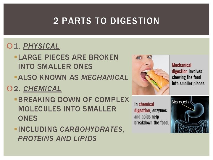 2 PARTS TO DIGESTION 1. PHYSICAL § LARGE PIECES ARE BROKEN INTO SMALLER ONES