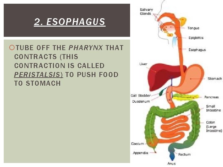 2. ESOPHAGUS TUBE OFF THE PHARYNX THAT CONTRACTS (THIS CONTRACTION IS CALLED PERISTALSIS) TO