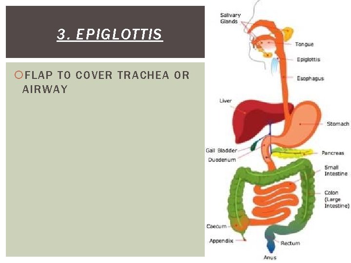 3. EPIGLOTTIS FLAP TO COVER TRACHEA OR AIRWAY 