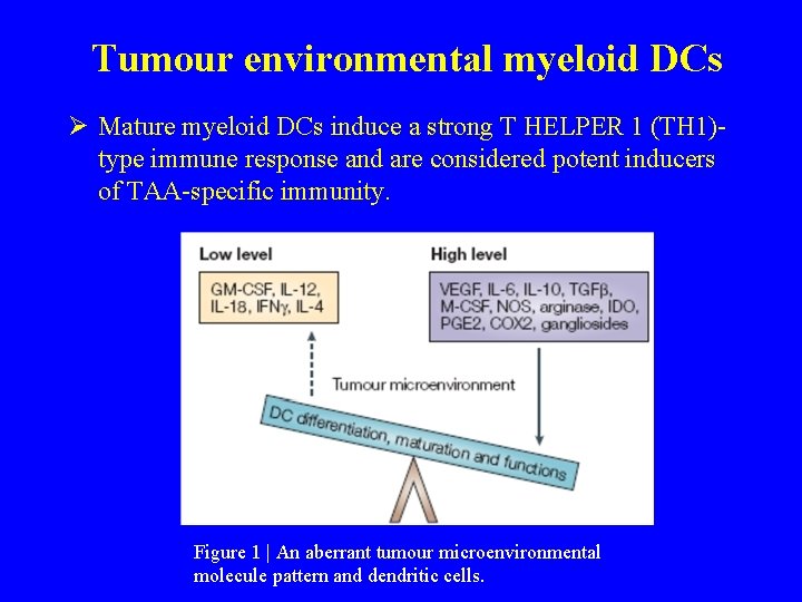 Tumour environmental myeloid DCs Ø Mature myeloid DCs induce a strong T HELPER 1