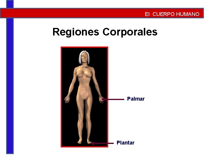 El CUERPO HUMANO Regiones Corporales Palmar Plantar 