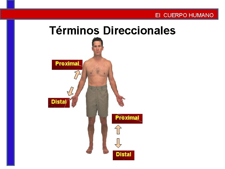 El CUERPO HUMANO Términos Direccionales Proximal Distal 