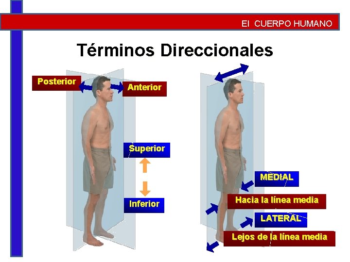 El CUERPO HUMANO Términos Direccionales Posterior Anterior Superior MEDIAL Inferior Hacia la línea media