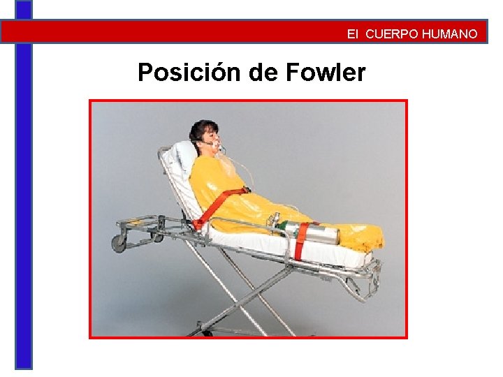 El CUERPO HUMANO Posición de Fowler 