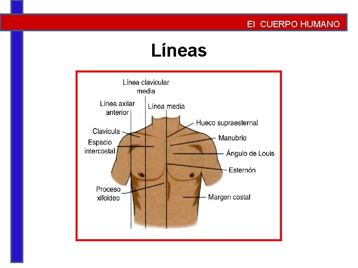 El CUERPO HUMANO Líneas 