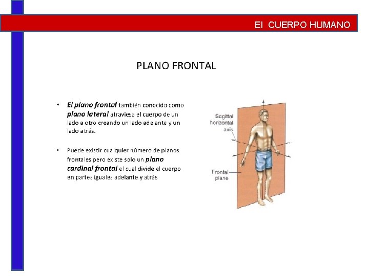 El CUERPO HUMANO 