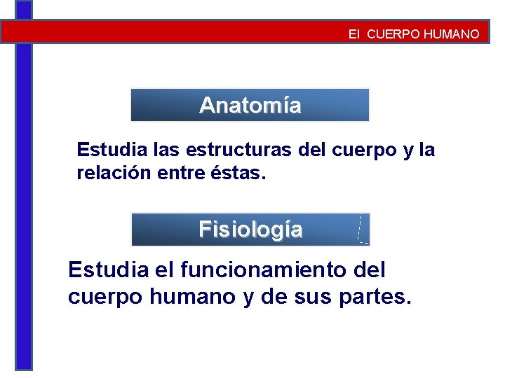 El CUERPO HUMANO Anatomía Estudia las estructuras del cuerpo y la relación entre éstas.