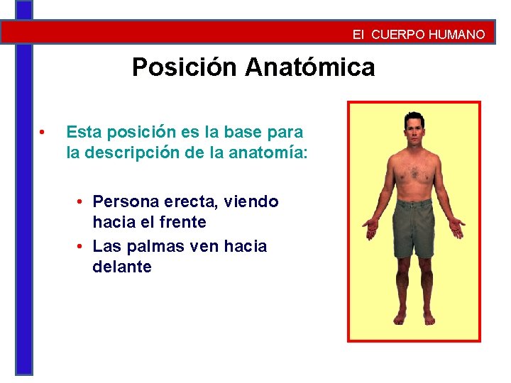 El CUERPO HUMANO Posición Anatómica • Esta posición es la base para la descripción