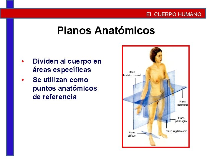 El CUERPO HUMANO Planos Anatómicos • • Dividen al cuerpo en áreas específicas Se