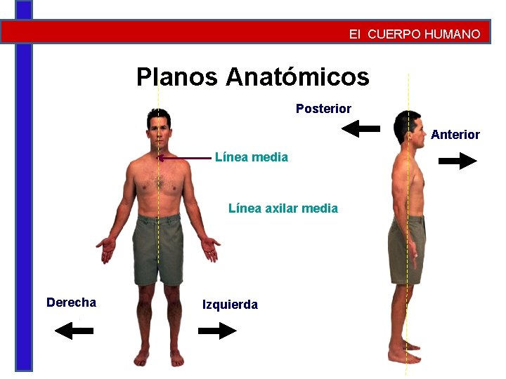 El CUERPO HUMANO Planos Anatómicos Posterior Anterior Línea media Línea axilar media Derecha Izquierda