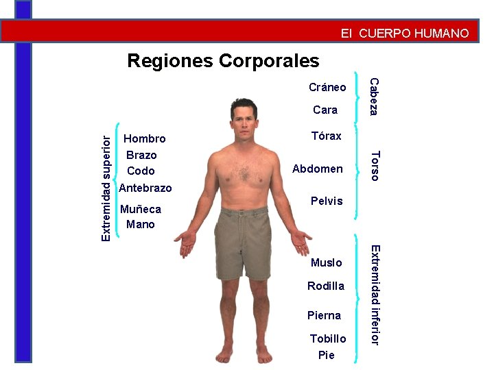 El CUERPO HUMANO Regiones Corporales Hombro Brazo Codo Tórax Abdomen Torso Extremidad superior Cara