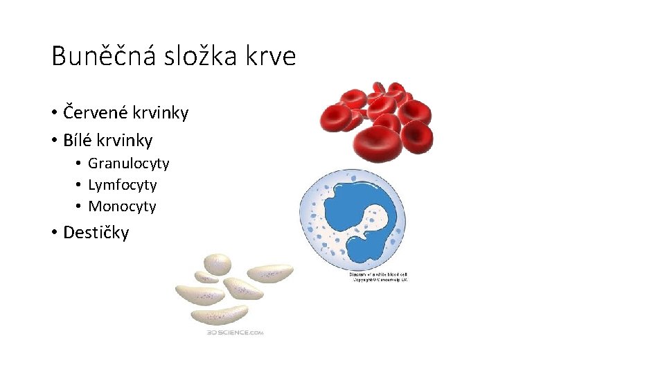 Buněčná složka krve • Červené krvinky • Bílé krvinky • Granulocyty • Lymfocyty •