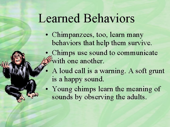 Learned Behaviors • Chimpanzees, too, learn many behaviors that help them survive. • Chimps