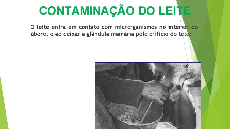 CONTAMINAÇÃO DO LEITE O leite entra em contato com microrganismos no interior do úbere,