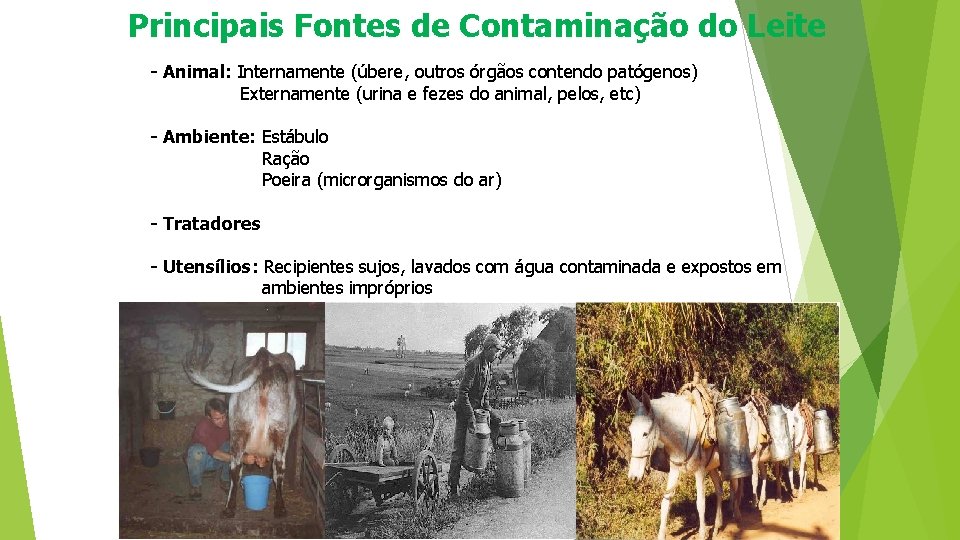 Principais Fontes de Contaminação do Leite - Animal: Internamente (úbere, outros órgãos contendo patógenos)