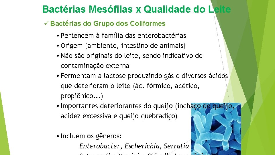 Bactérias Mesófilas x Qualidade do Leite ü Bactérias do Grupo dos Coliformes • Pertencem