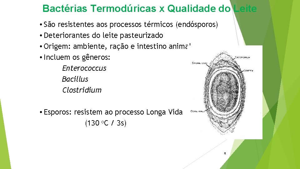 Bactérias Termodúricas x Qualidade do Leite • São resistentes aos processos térmicos (endósporos) •