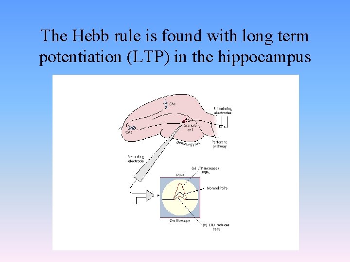 The Hebb rule is found with long term potentiation (LTP) in the hippocampus 